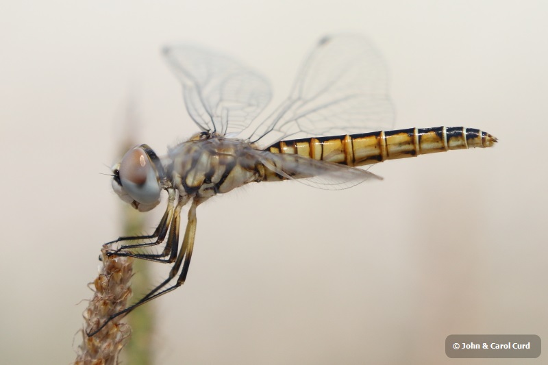 J16_1878 Selysiothemis nigra female.JPG